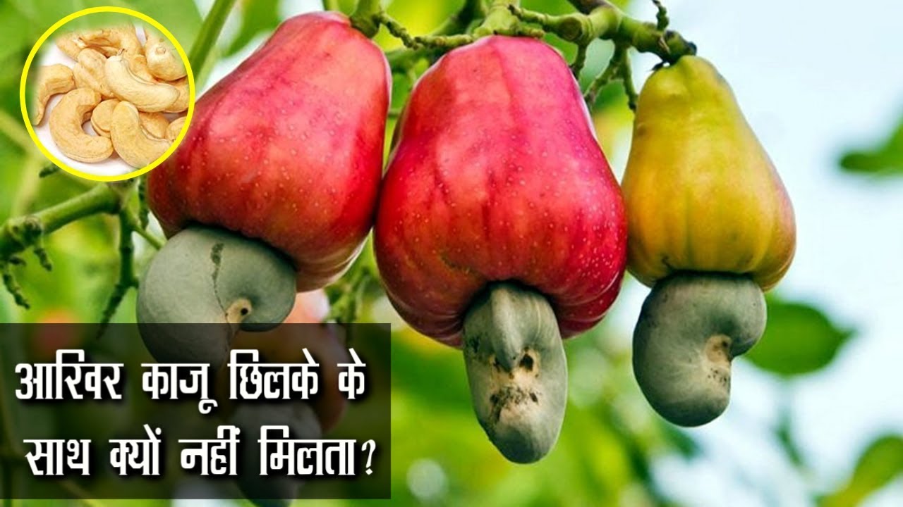 आखिर काजू छिलके के साथ क्यों नहीं मिलता? Cashew Facts in Hindi YouTube