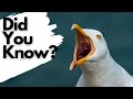 Things you need to know about HERRING GULLS!