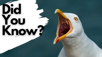 Things you need to know about HERRING GULLS!