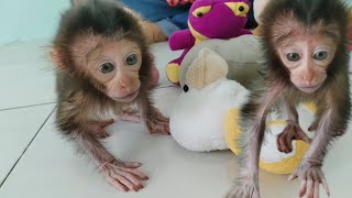 train the muscle strength of the baby Nomi monkey's hands and feet to walk on the floor
