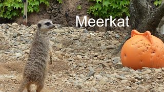 【japanese zoo】meerkatToyohashi Zoo & Botanical Parknon_hoi_park4K