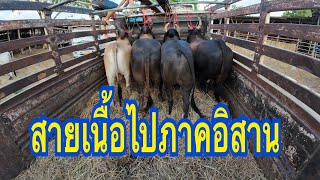 รวมมิตรวัวอ้วนทุกชนิดส่งไปภาคอิสาน