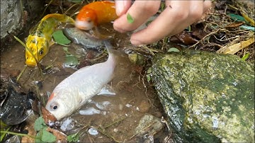 Tìm thấy con cá vàng con cua ở công viên, cá ba đuôi , cá bảy màu, cá trắm , cá koi , cá Hồng vĩ