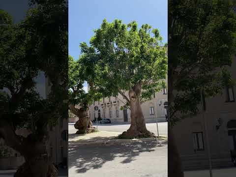 تراباني صقلية سحر إيطاليا شاطئ المدينة إيطاليا الجميلة مغامرات السفر اكتشف صقلية