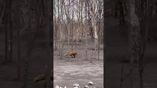 Лисичка в поиске пищи. Снег покрылся пеплом после извержения. Апрель 2023
