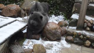 Blue chow-chow boys 2 months