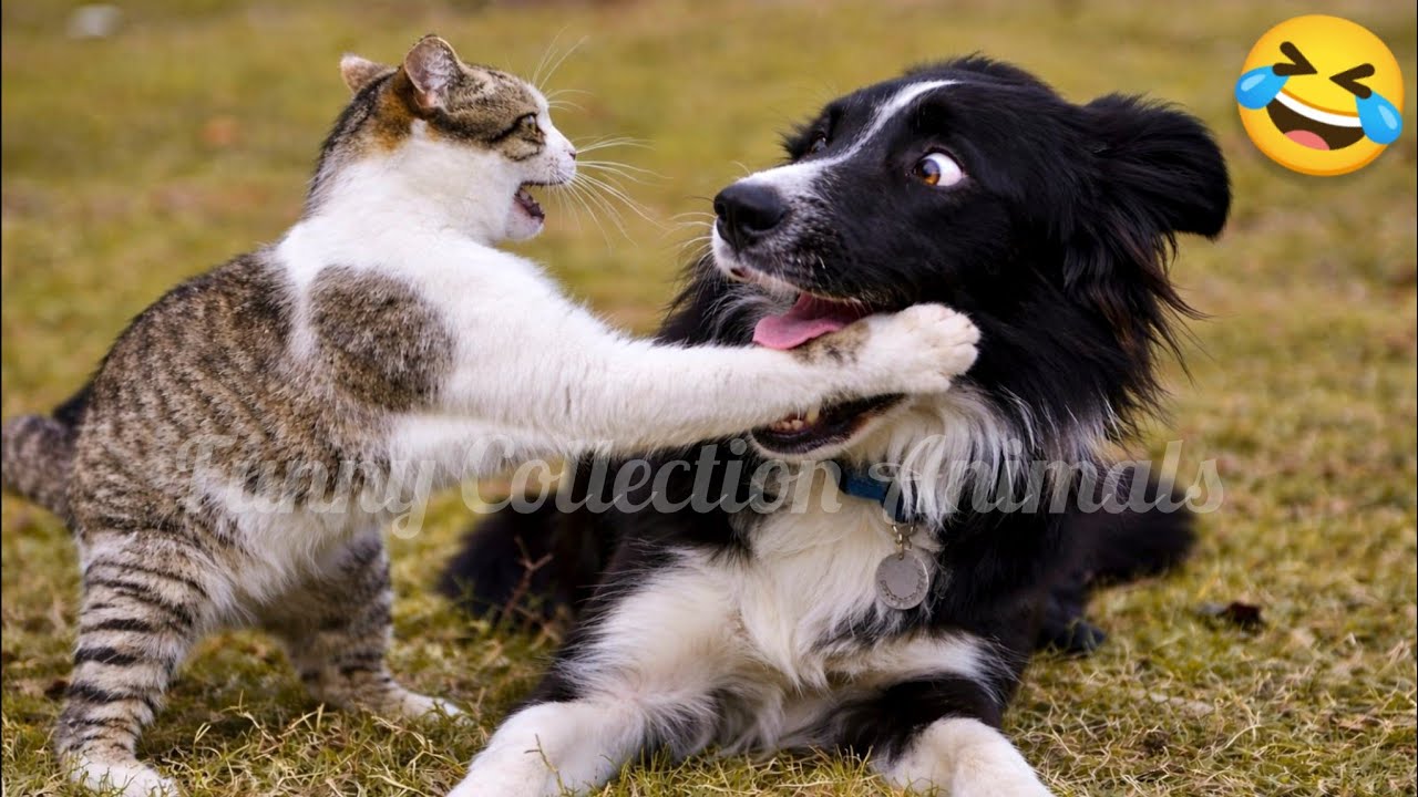 FUNNIEST Cats & Dogs Compilation 😂 | Try Not To Laugh