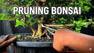 Bonsai Pruning