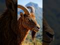 Nilgiri Tahr | Western Ghats ka Endangered Mountain Animal#ytshorts