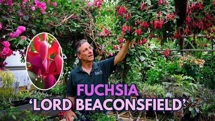 Fuchsia 'Lord Beaconsfield' - A Spectacular Display of Flowers! - DayDayNews