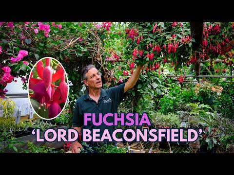 Vídeo: Gartenmeister Fuchsia Care: Aprenda sobre o cultivo de Gartenmeister Fuchsias
