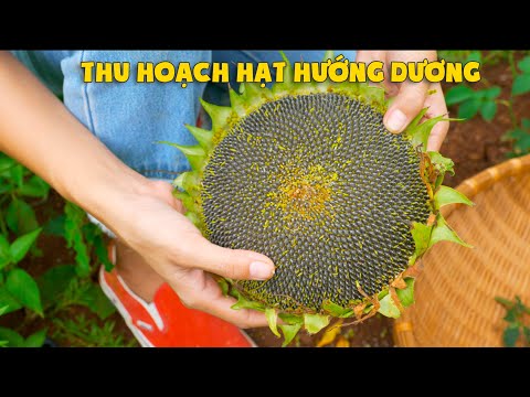 Video: Thu Hoạch Cho Người Mới Bắt Đầu: Thu Hoạch Trong Vườn Cho Những Người Làm Vườn Lần Đầu Tiên