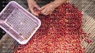 Hands of a woman sorting freshly harvest arabica coffee cherries.