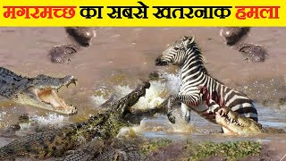 मगरमच्छ के सबसे खतरनाक हमले | Most Dangerous Crocodile Attacks in Hindi | Animal Facts in Hindi