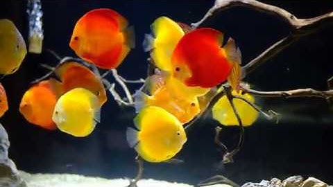 CÁ DĨA NGŨ SẮC THẦN TIÊN - NỮ HOÀNG CÁ CẢNH