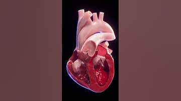 3d animated blood flow of the heart  #anatomy #meded #3dmodel