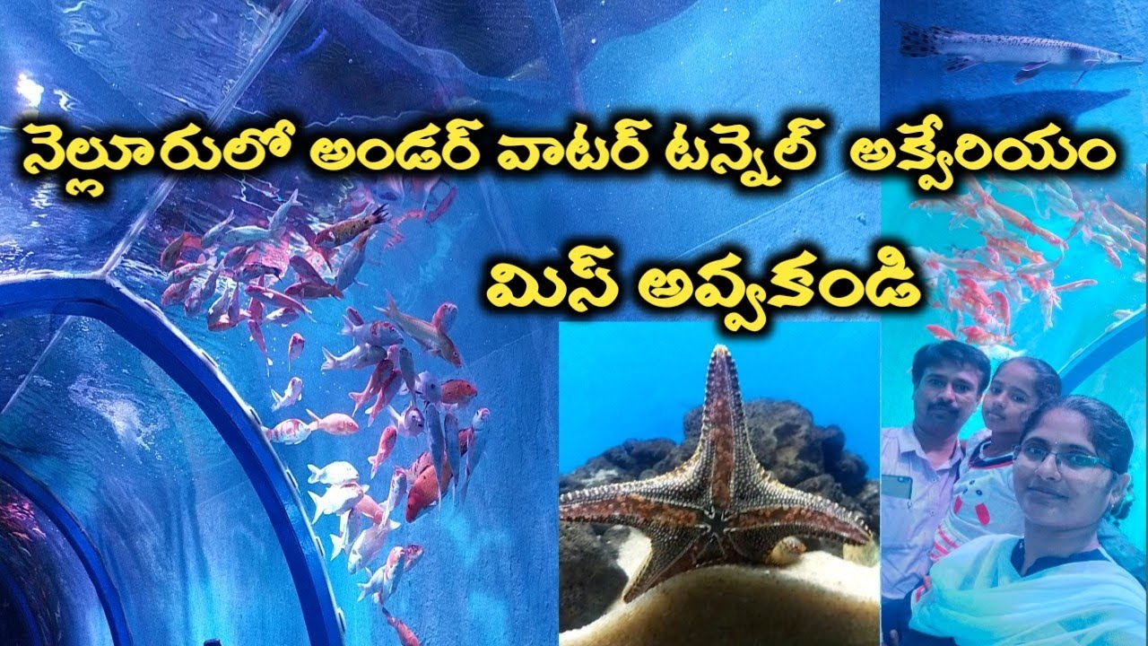 Big Exhibition First Tunnel Aquarium in Nellore 2022 Anupama