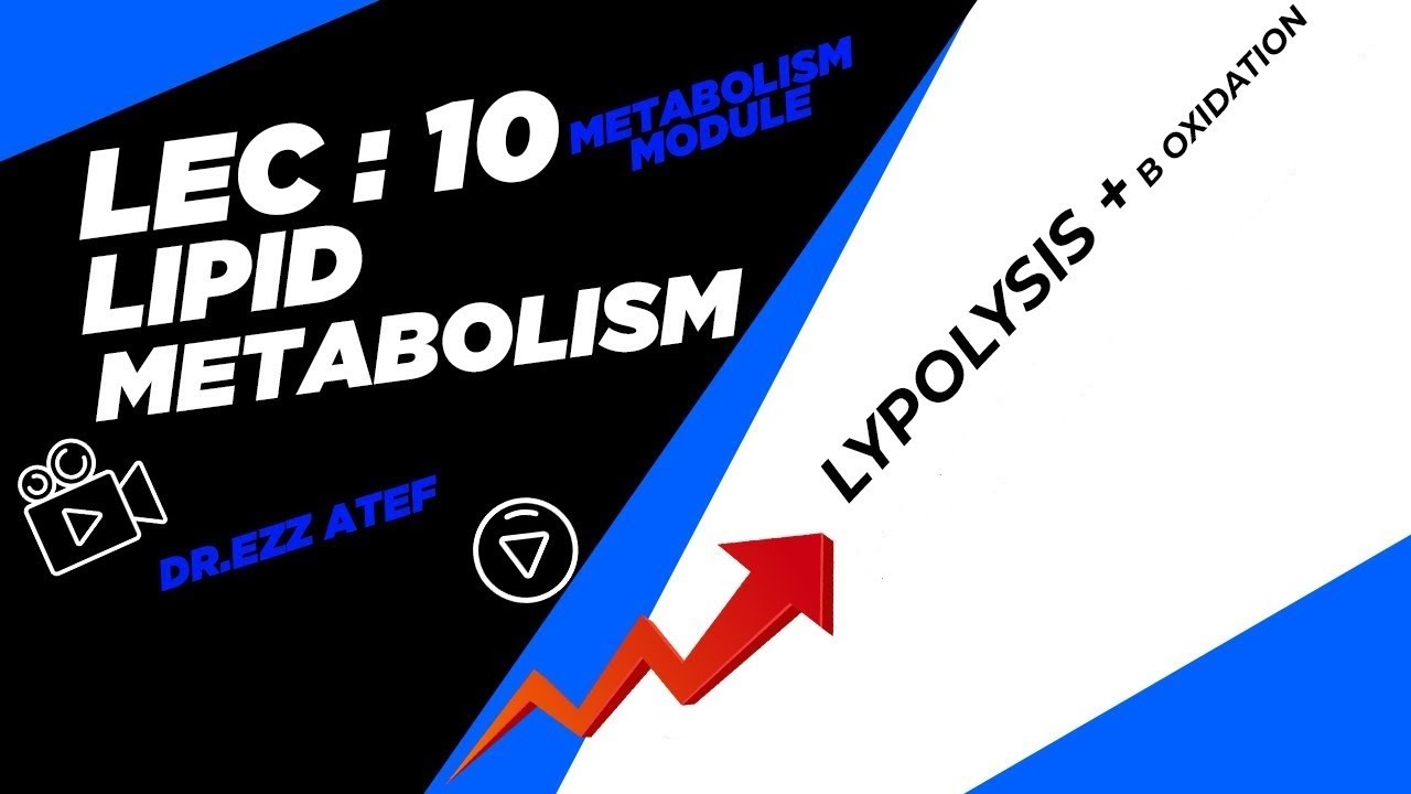 Biochemistry - 2nd year - Lec (10) lipolysis | Fatty Acid Oxidation