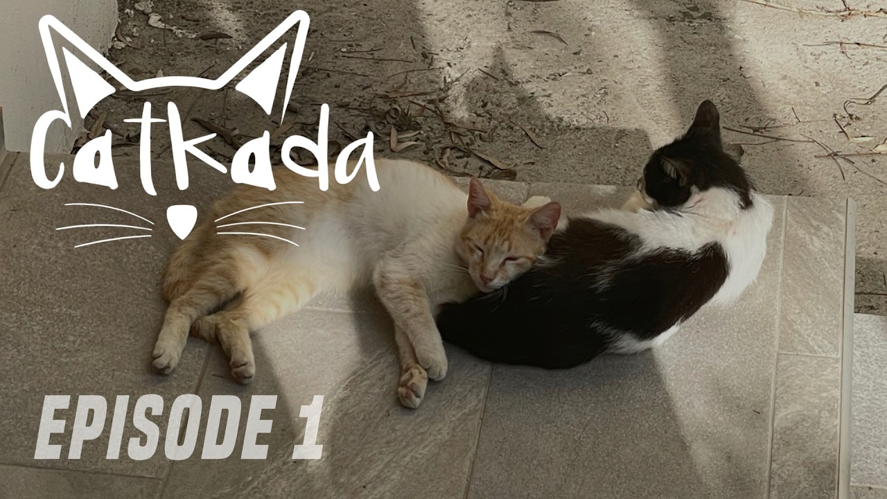 CATkada - Episode 1 : Andrej & Babis