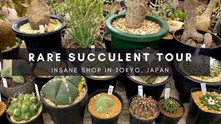 Rare Succulent & Cacti Nursery Tour in Tokyo | Japan Series | Ep 91