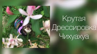 ДРЕССИРОВКА СОБАКИ В ДОМАШНИХ УСЛОВИЯХ