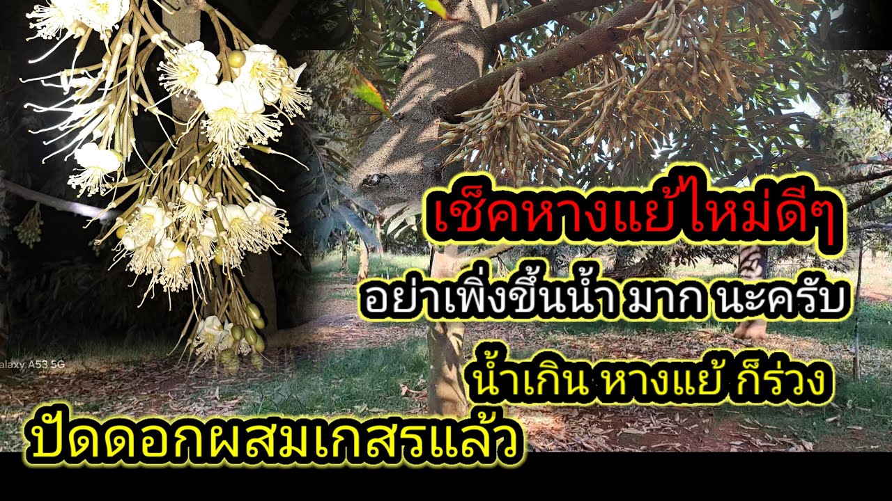 ปัดดอก แล้ว หางแย้เริ่มไหม้ ควรระวังการให้น้ำด้วยให้มาก เกิน ก็ร่วง เช็คหางแย้ดีๆครับ ก่อนการให้ น้ำ