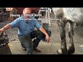 Shoeing a Draft Horse - Tips and Techniques Part 1 (Front Hoof Trimming)