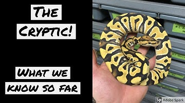 CRYPTICS - WHAT ARE THEY?   ll   BALL PYTHONS