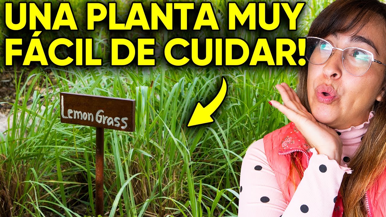 ✅ CUIDADOS DEL TÉ LIMÓN 🍋 (Sol, Riego, Abonado, Sustrato)