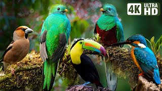 The Most Stunning Nature and Relaxing Bird Sounds to Relieve Stress and Beat Anxiety | Calm Time screenshot 2