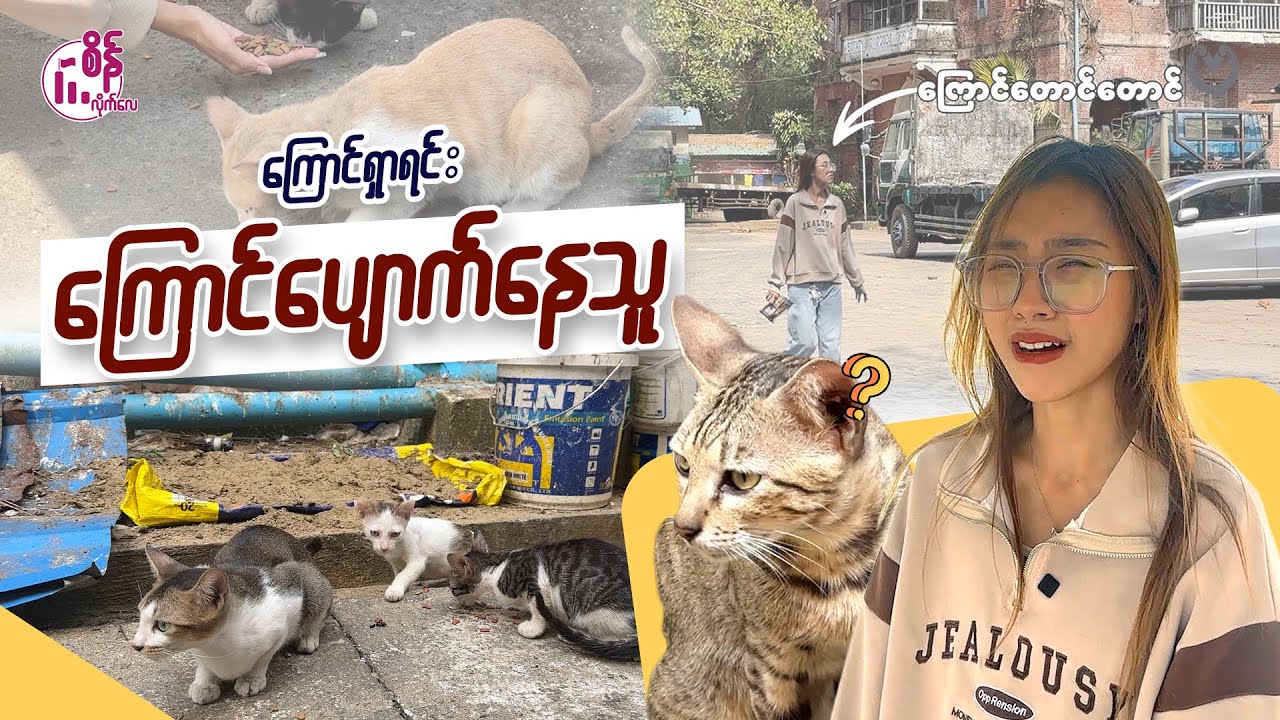 ကြောင် (၁၀)ကို ကြောင်စာလိုက်ကျွေးသောအခါ ...