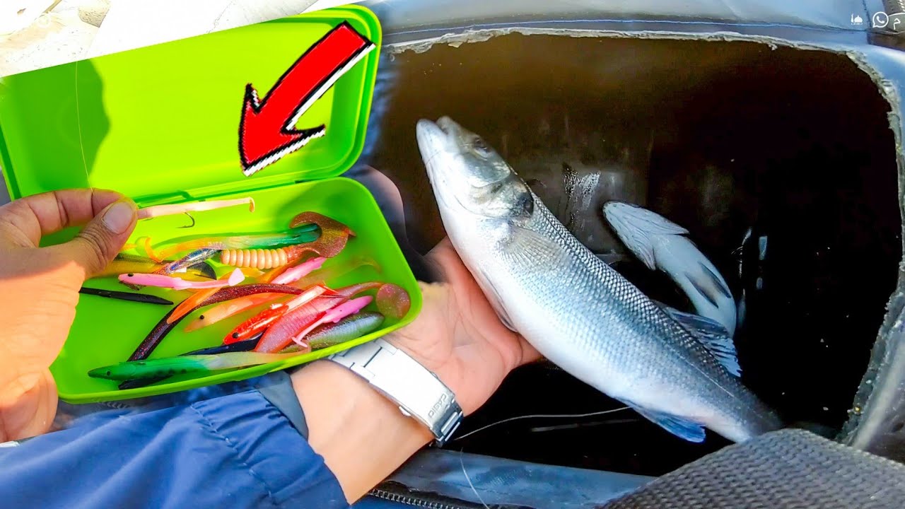 اصطاد ببلاش طول الحياة طريقة الصيد الفعالة والموفرة