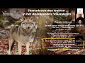 Vogelbescherming vlaanderen hoe vee tegen wolven beschermen  wolf fencing team belgium webinar