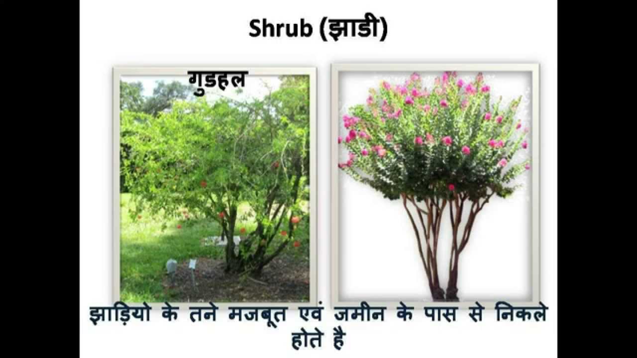 Science Types of Plants (पौधों के प्रकार) Hindi YouTube