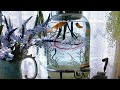 Underwater neon sign. Part.2 Pandora Cat