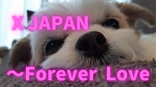 【耳コピ】X JAPAN～Forever Love～shortアレンジ　今日がメモリアルdayの愛犬