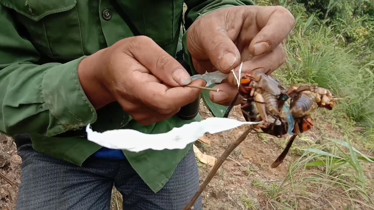 Chia sẻ cách câu mồi và tìm ong dế trên rừng già cực kỳ đơn giản /thợ săn phía bắc /