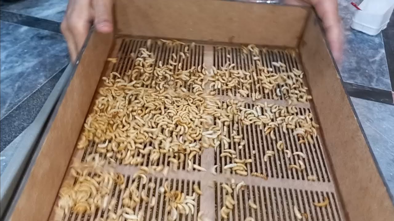 daily work routine mealworm pupa harvest