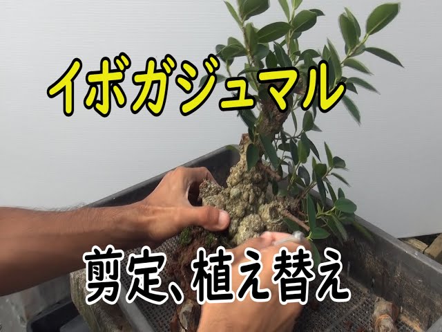 イボガジュマルの植え替え[153] - YouTube