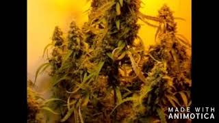 ledhydroponics Skyline 400w mk1 & D P AutoColorado Cookies