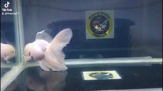 oranda snowhite ikan mas koki putih