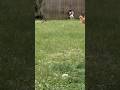 Chucky and Thomas hunting moles Sadie and Tyler sniffing #cat #shorts