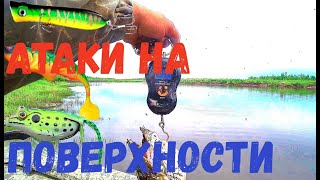 Шок!!! Не Проходит! Они Выпрыгивают Из Воды! И Кидаются На Все Что Движется!!!