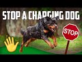 How to Stop a Charging Dog (MUST WATCH)