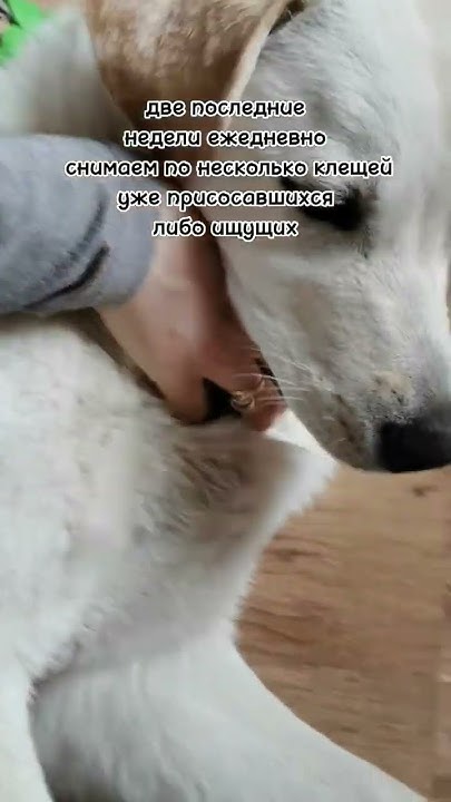 Клещи атакуют! Работают ли таблетки inspector quadro tabs? #labrador # ...