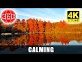 [4K 360°] Calming & Relaxing by the Lake, Utsunomiya Central Park, Tochigi || JAPAN 360