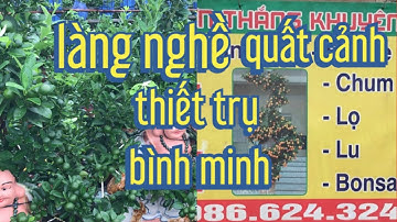 vườn quất cảnh của chú thắng khuyên tại thiết trụ bình minh, quất cảnh ,quất tết ,quất bon sai