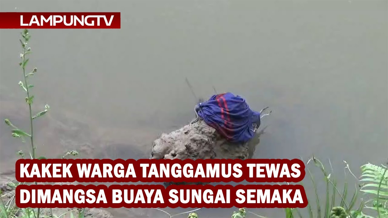 Kakek Warga Tanggamus Tewas Dimangsa Buaya Sungai Semaka