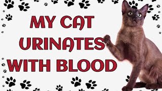 🐾 My cat urinates with blood by Paws and Purrs No views 22 hours ago 4 minutes, 46 seconds