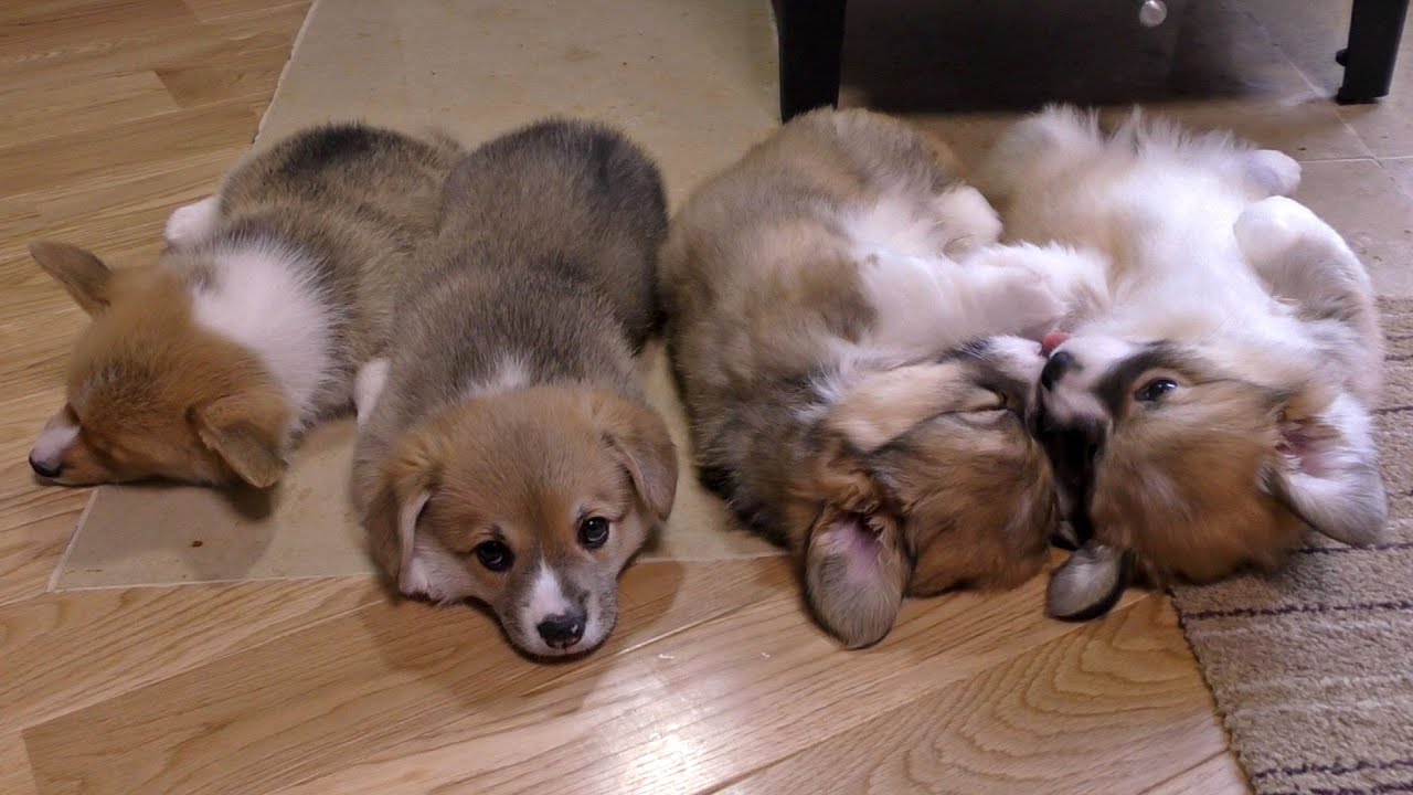 cute puppies sleep / お昼寝するコーギー子犬と寝ないコーギー子犬 20150606